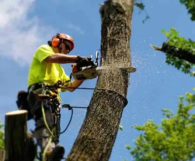 M&M Tree Cutting Logo