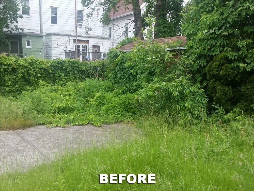 Professional yard maintenance experts serving New York, NY - M&M Tree Cutting