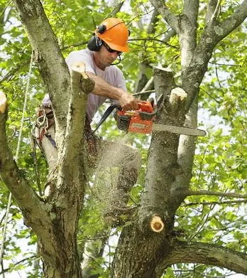 Custom yard cleanup service experts serving New York, NY - M&M Tree Cutting