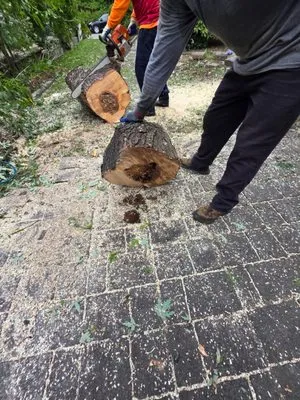 M&M Tree Cutting Logo