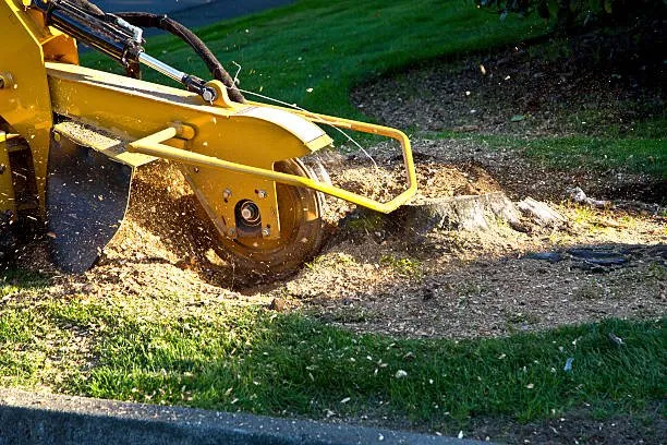 Reliable yard cleanup service in The Bronx, NY - M&M Tree Cutting