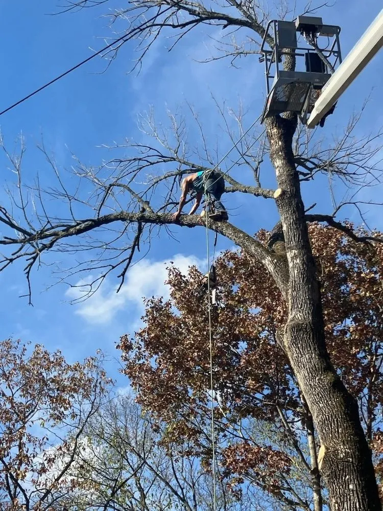 Reliable yard cleanup service experts serving Hollister, MO - M&M Tree Service and Landscaping