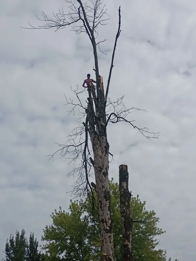 Expert lawn care service experts serving Hollister, MO - M&M Tree Service and Landscaping