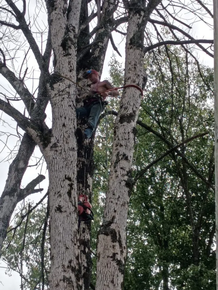 Top-rated landscape installation in Hollister, MO - M&M Tree Service and Landscaping