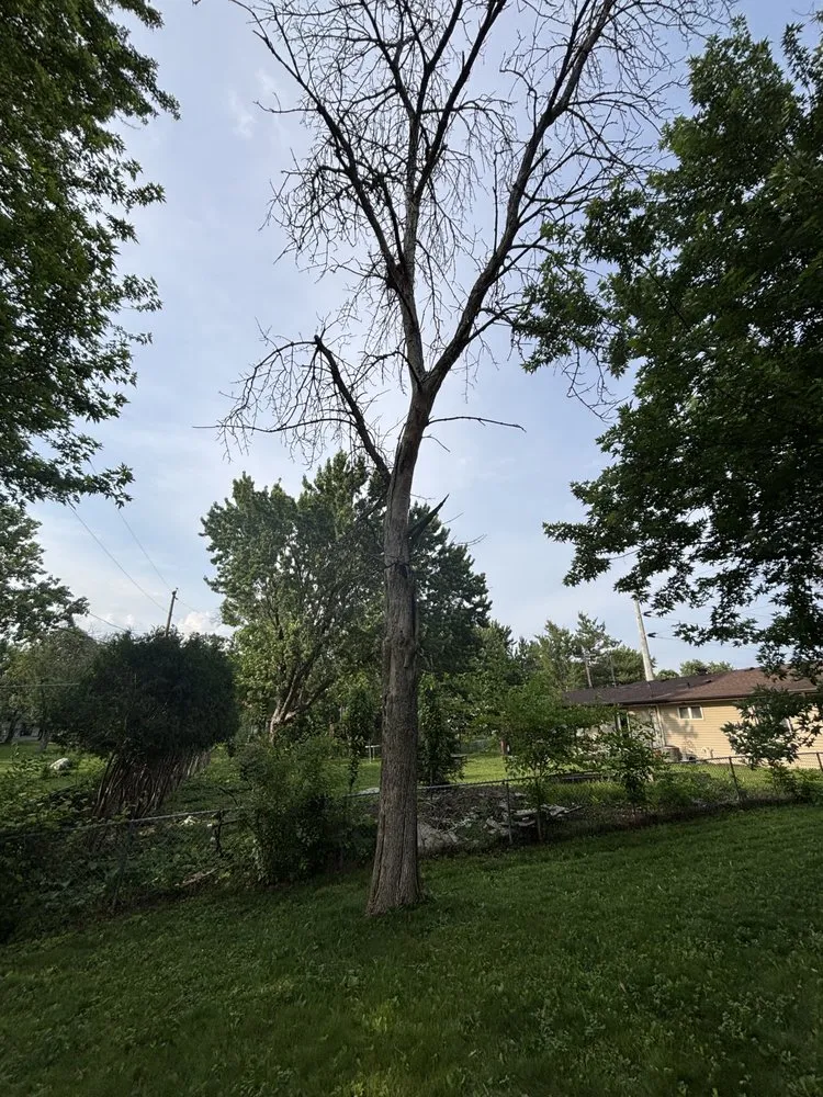 Expert landscape design near you in Rosemount, MN by MM Tree Service