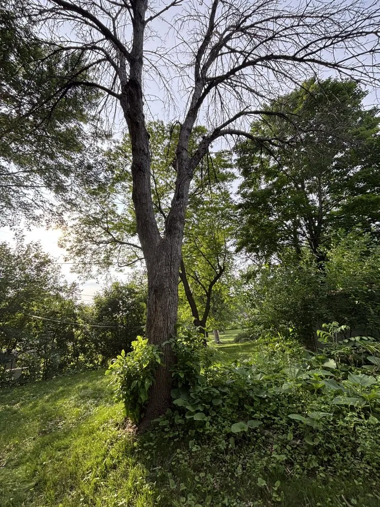 Reliable yard cleanup service experts serving Rosemount, MN - MM Tree Service