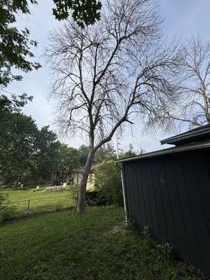 MM Tree Service Logo