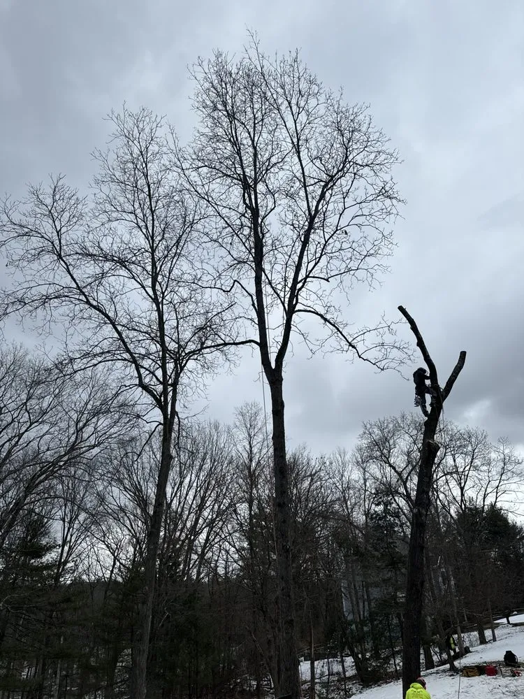 Reliable lawn care service experts serving Lynn, MA - MM Tree Services