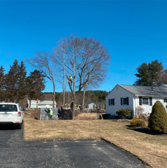 Affordable yard cleanup service experts serving Lynn, MA - MM Tree Services