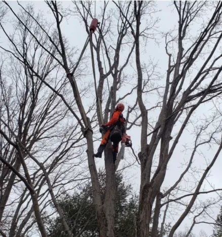 Professional landscape design in Lynn, MA by MM Tree Services