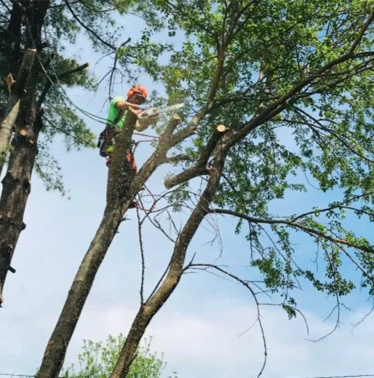 Custom landscape design with custom design in Lynn, MA by MM Tree Services