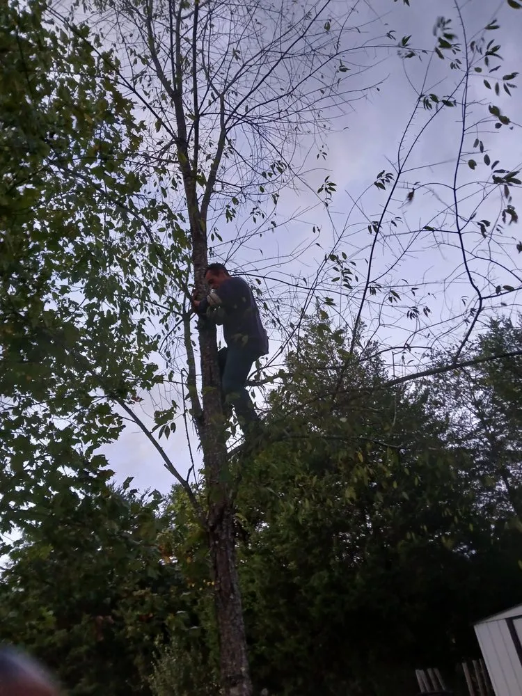 Custom residential landscaping for residential properties in Fall Branch, TN by M&M Unlimited