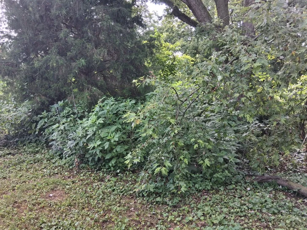 Affordable garden landscaping experts serving Springfield, TN - MMC Residential Services