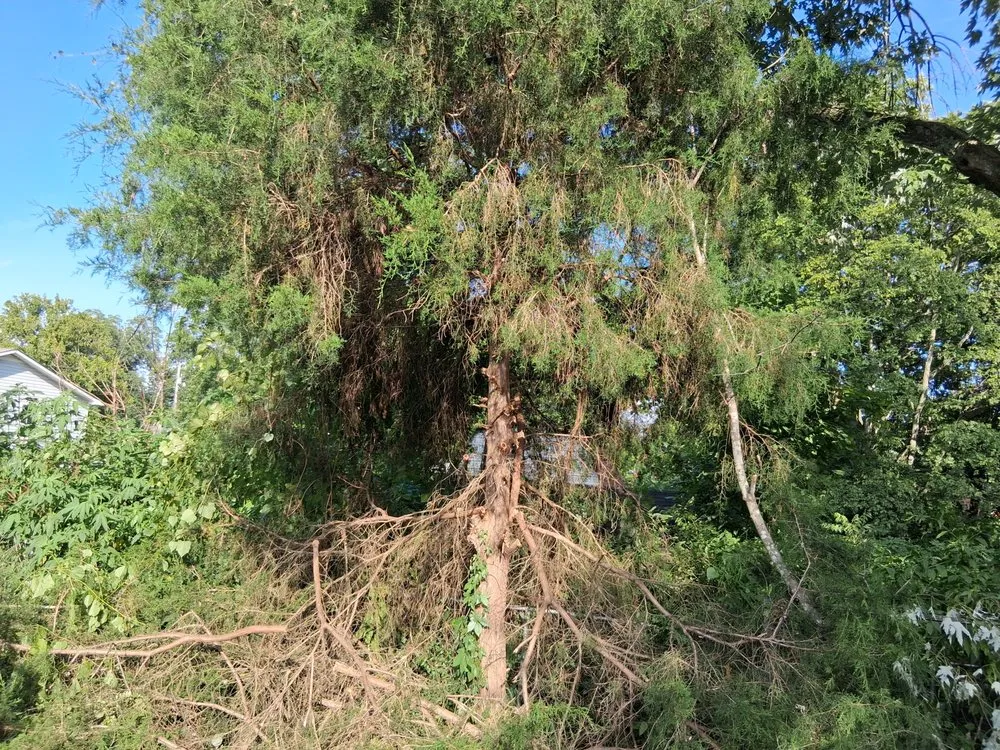 Expert outdoor landscaping in Springfield, TN by MMC Residential Services