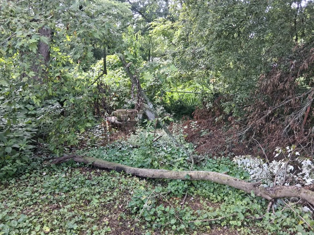 Expert lawn care service near you in Springfield, TN by MMC Residential Services