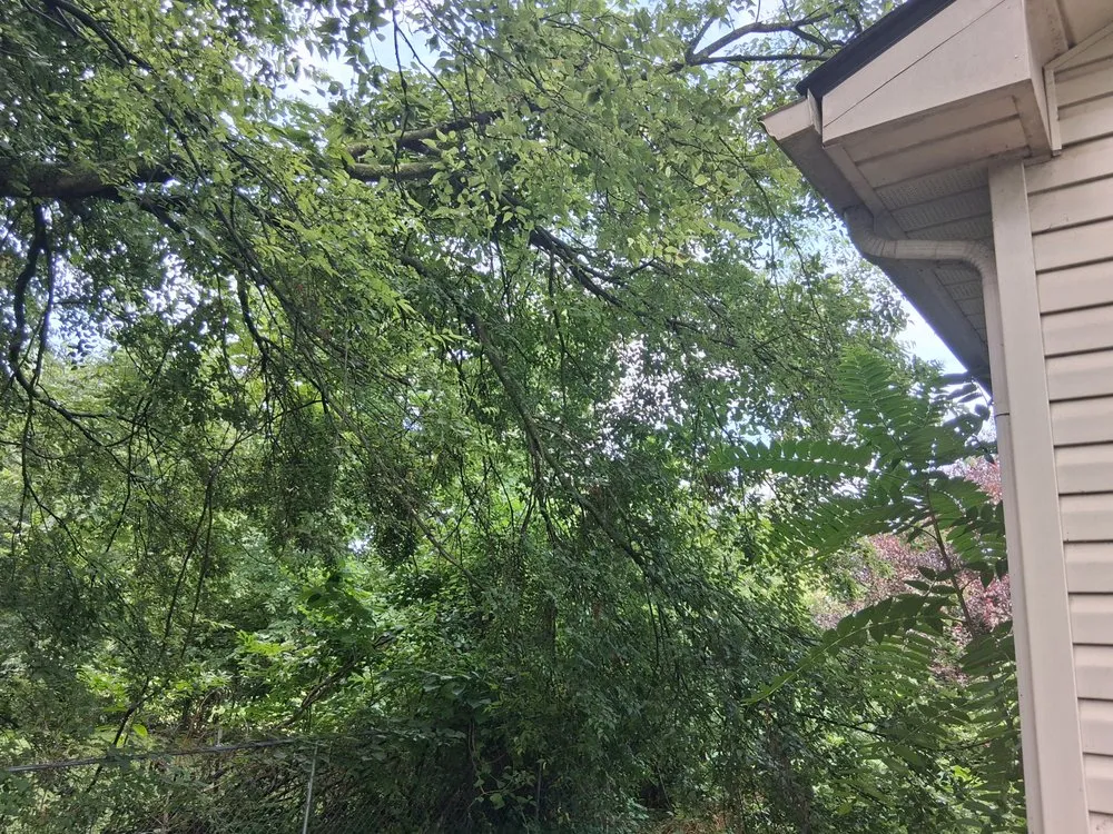 Custom yard cleanup service in Springfield, TN by MMC Residential Services