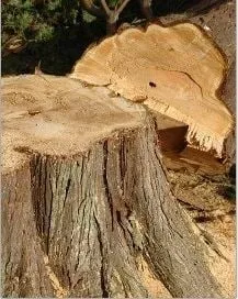 Professional garden landscaping in Belle Mead, NJ - MML Tree Service