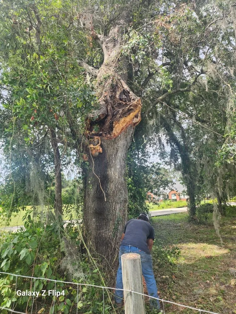 Reliable lawn mowing service experts serving Lake City, FL - M&N Bobcat Services