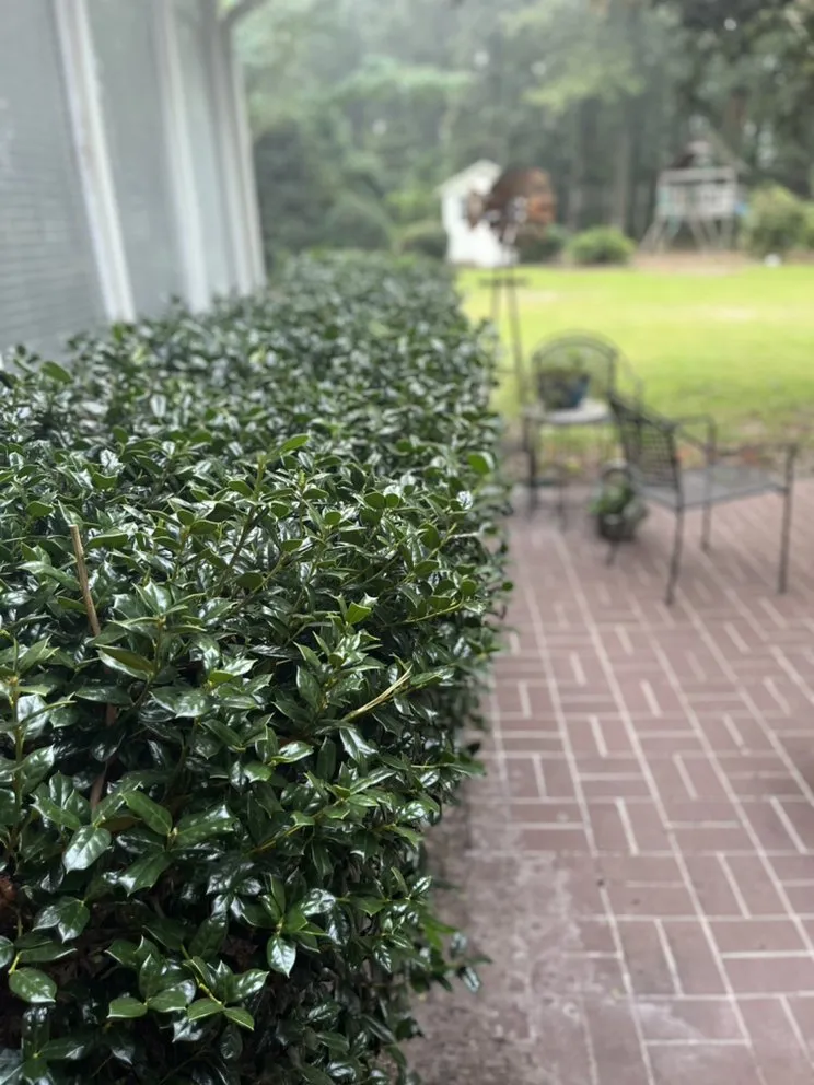 Local lawn mowing service near you in Timmonsville, SC by M&N Exterior Jobs