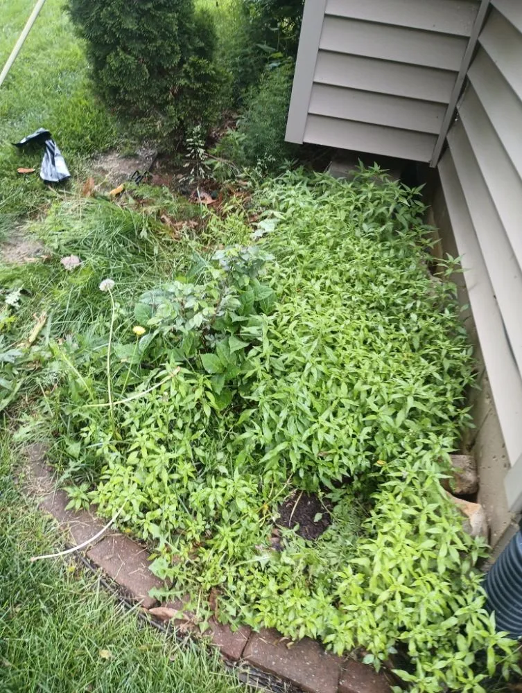 Expert lawn care service near you in Grandview, MO by M&N Landscaping & Tree Service