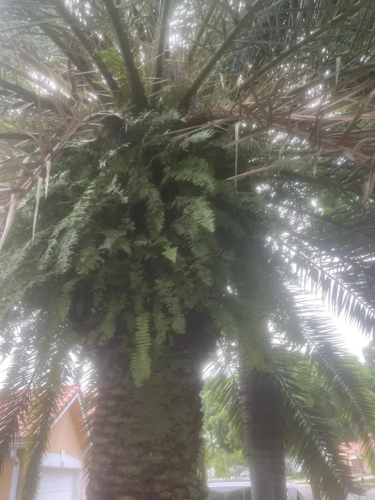 Top-rated lawn mowing service for year-round maintenance in Greenacres, FL by M&N Landscaping Services