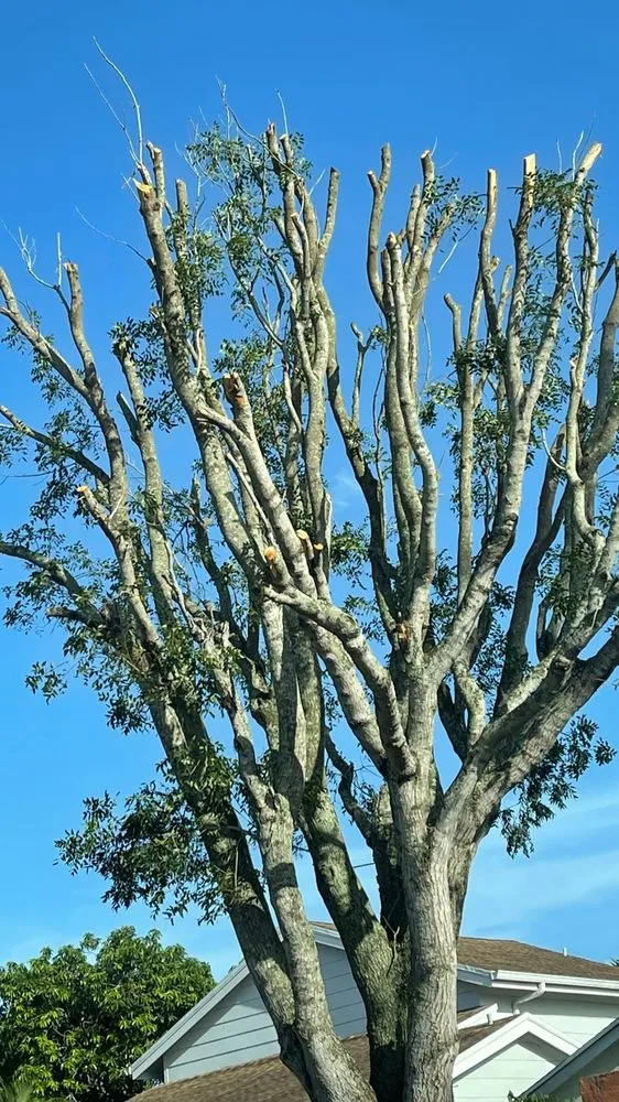 Affordable landscape installation for year-round maintenance in Greenacres, FL by M&N Landscaping Services