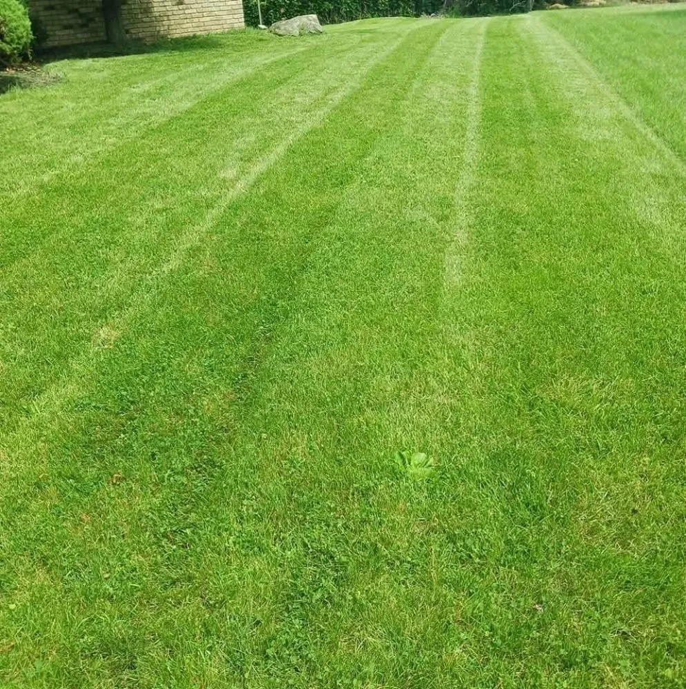 Custom yard cleanup service in North Plainfield, NJ by M&N lawn service
