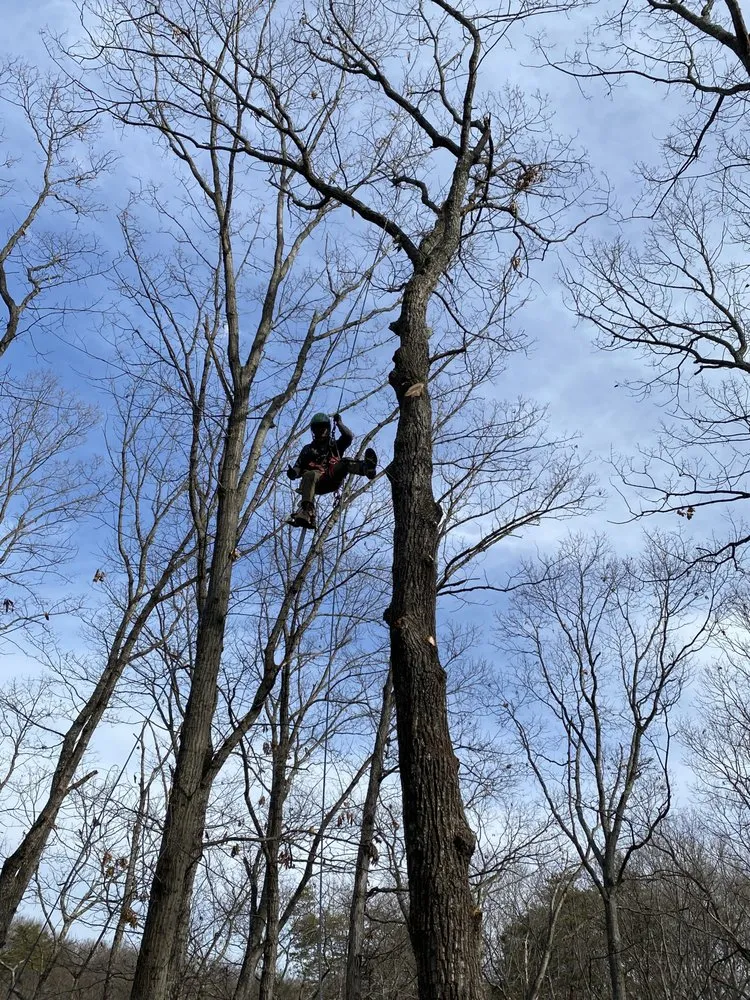 Top-rated garden landscaping near you across Front Royal, VA - Mnt View Services