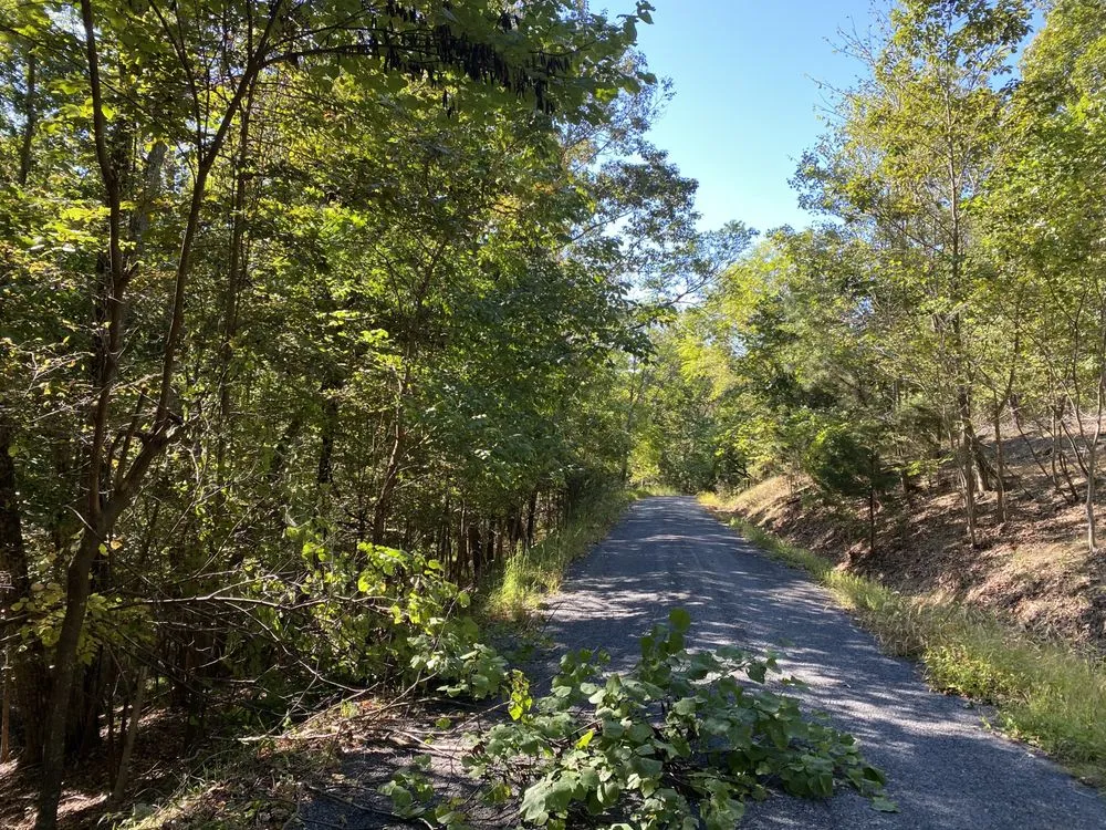 Affordable yard cleanup service in Front Royal, VA by Mnt View Services