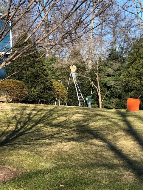 Local yard cleanup service for year-round maintenance in Stamford, CT by MO & Son Tree & Lawn Care