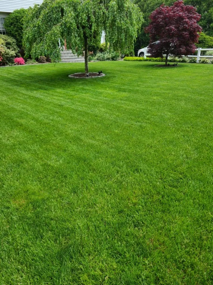 Local lawn care service in Stamford, CT - MO & Son Tree & Lawn Care