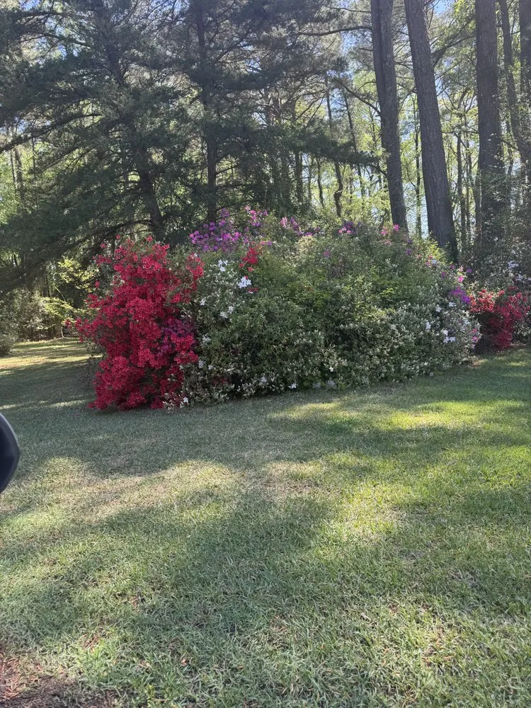 Reliable yard cleanup service for year-round maintenance across Wilson, NC - Mo Blessings