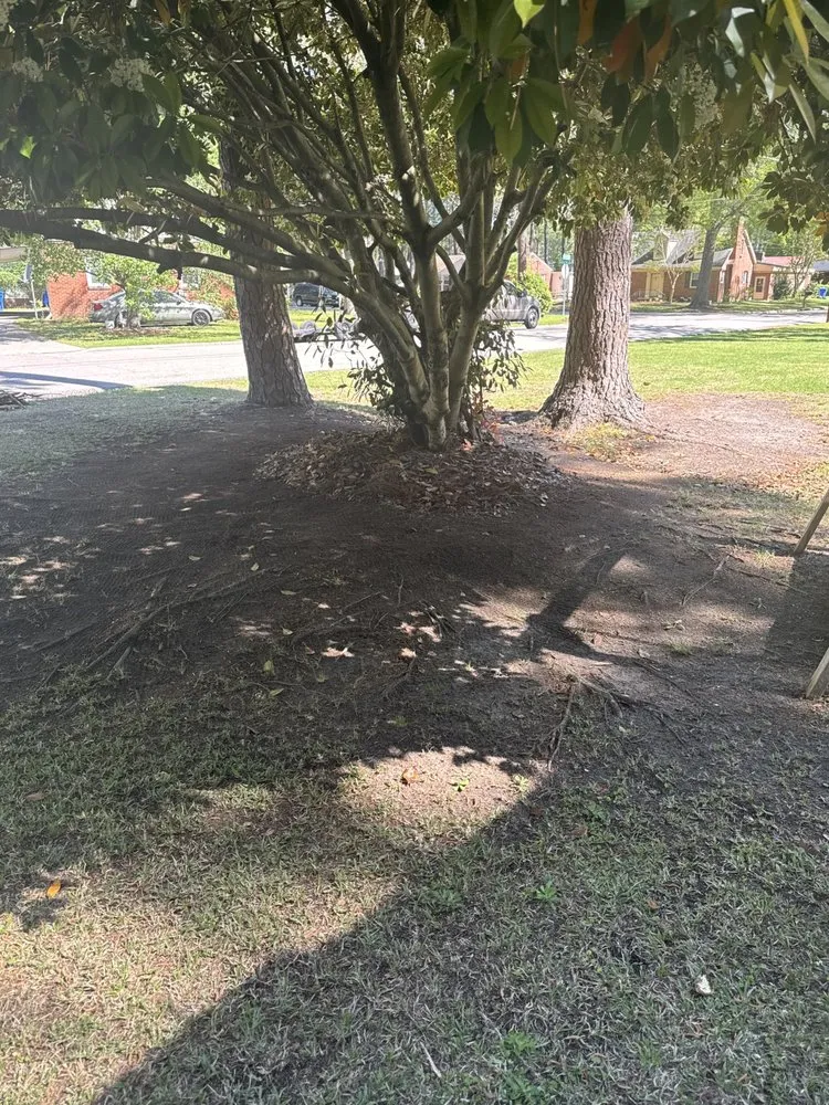 Expert yard maintenance experts serving Wilson, NC - Mo Blessings