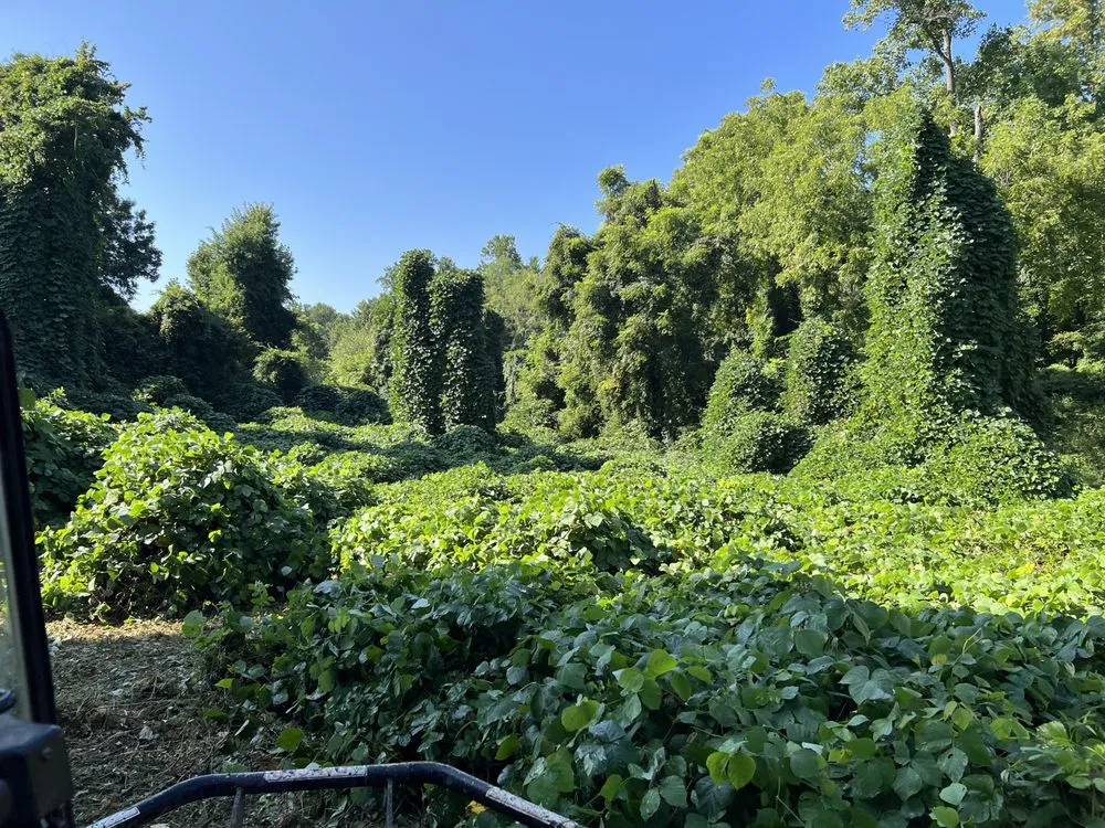 Affordable outdoor landscaping in Winchester, TN by MOAB Mulching Services