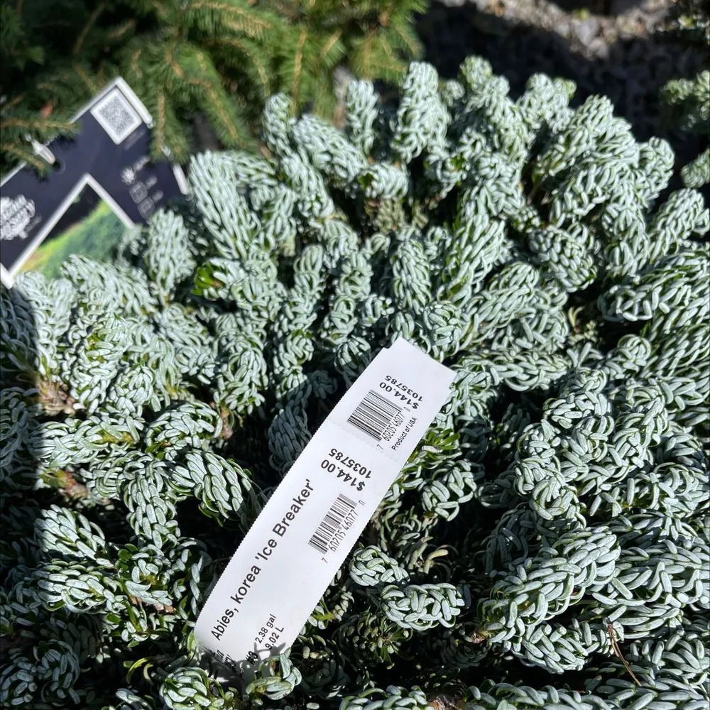 Local landscape installation for beautiful yards across Reno, NV - Moana Nursery