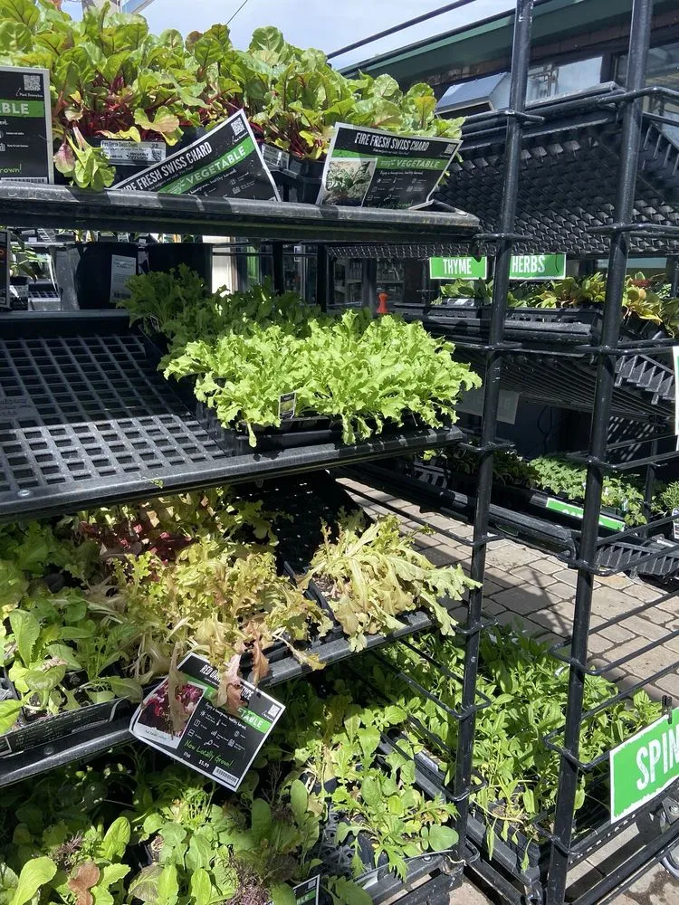 Custom yard cleanup service in Reno, NV - Moana Nursery