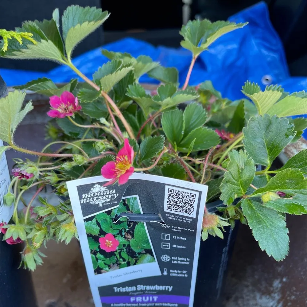 Professional garden landscaping experts serving Reno, NV - Moana Nursery