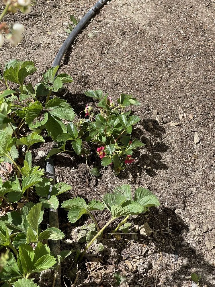 Expert landscape installation in Reno, NV - Moana Nursery