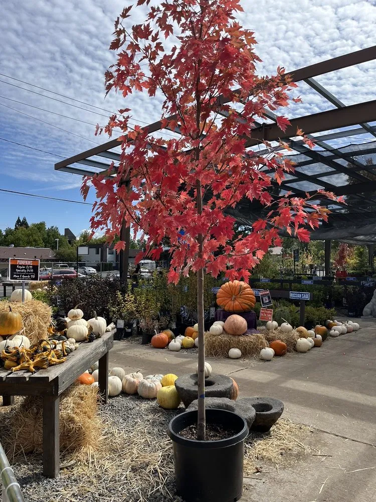 Custom residential landscaping for year-round maintenance in Reno, NV by Moana Nursery