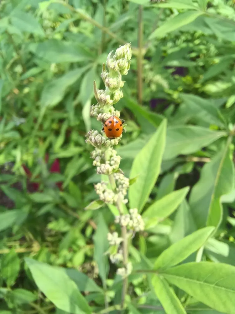 Local lawn care service in Reno, NV - Moana Nursery