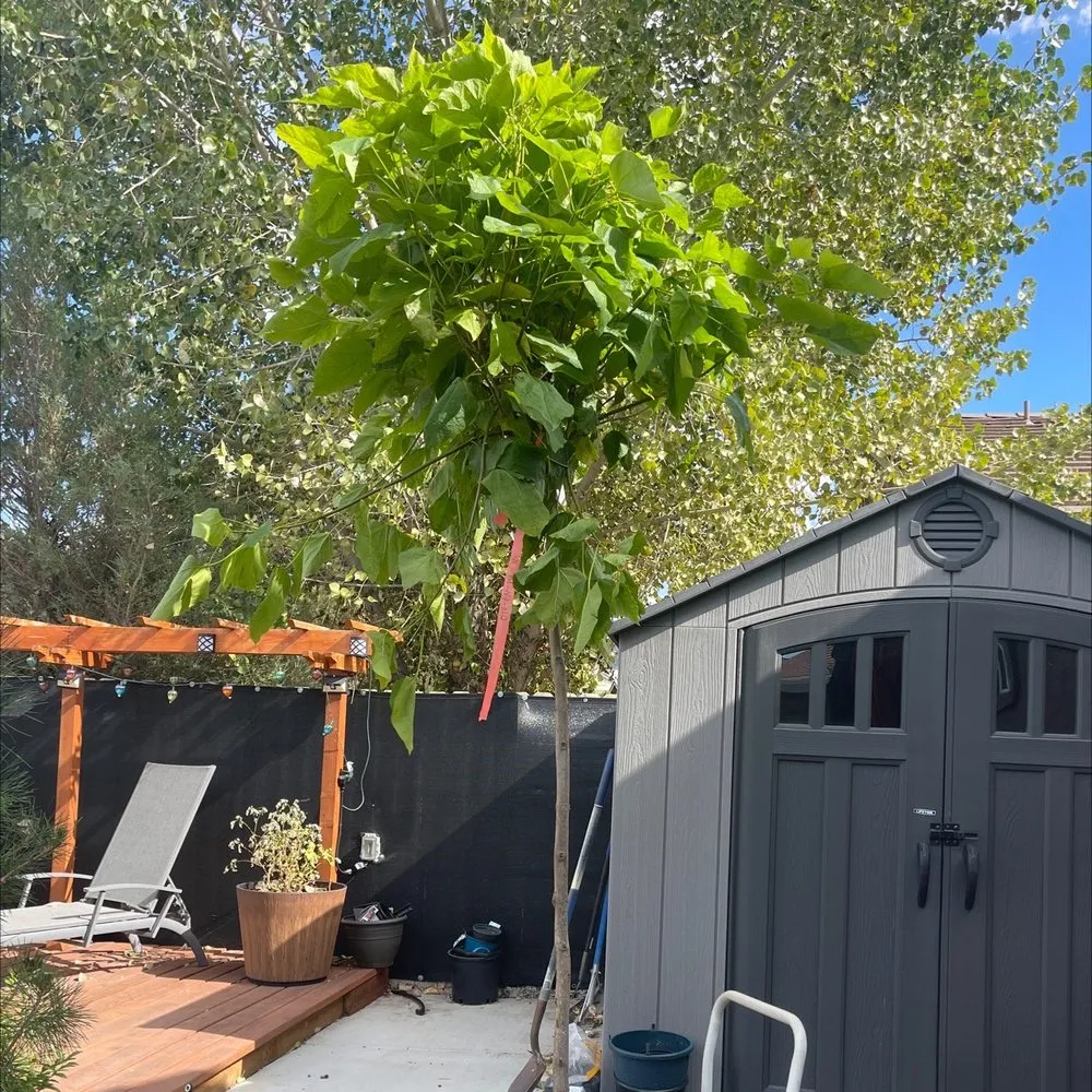Professional yard maintenance in South Reno, NV by Moana Nursery