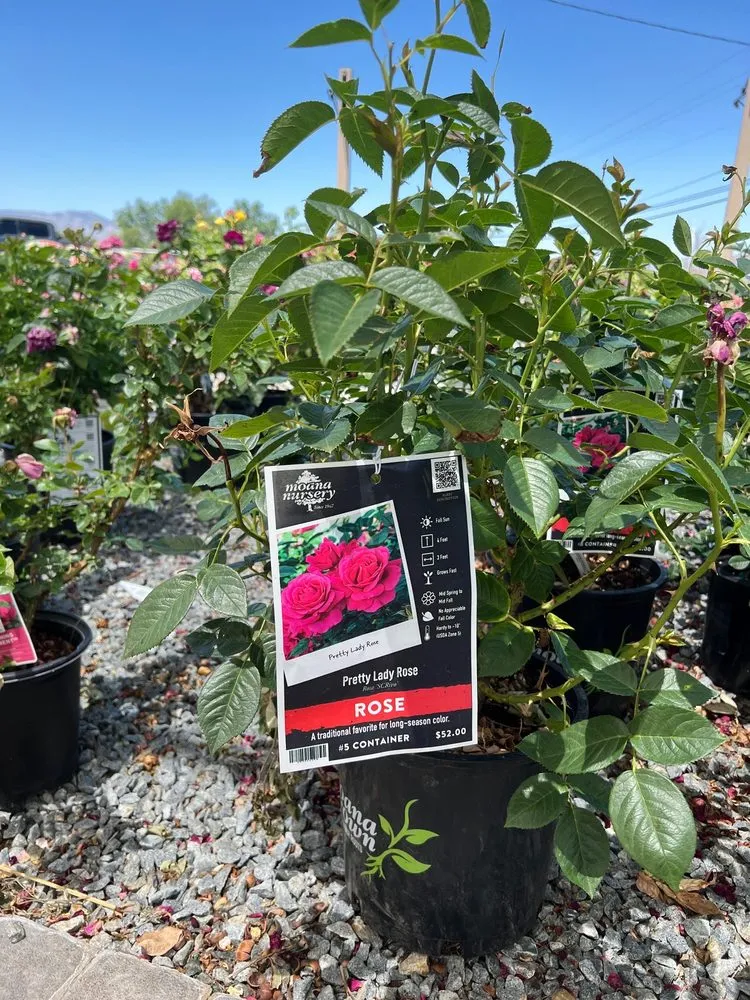 Top-rated yard cleanup service experts serving South Reno, NV - Moana Nursery