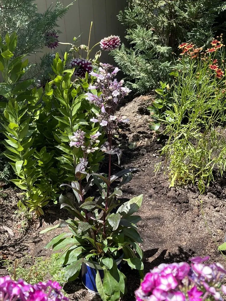 Professional landscaping services in South Reno, NV by Moana Nursery