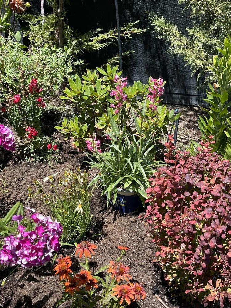 Top-rated lawn care service in South Reno, NV by Moana Nursery