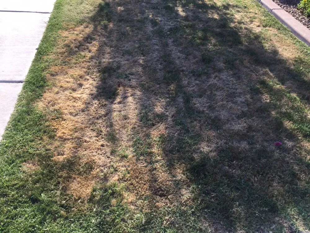 Top-rated yard cleanup service for residential properties across Gilbert, AZ - Moar Lawn & Landscape