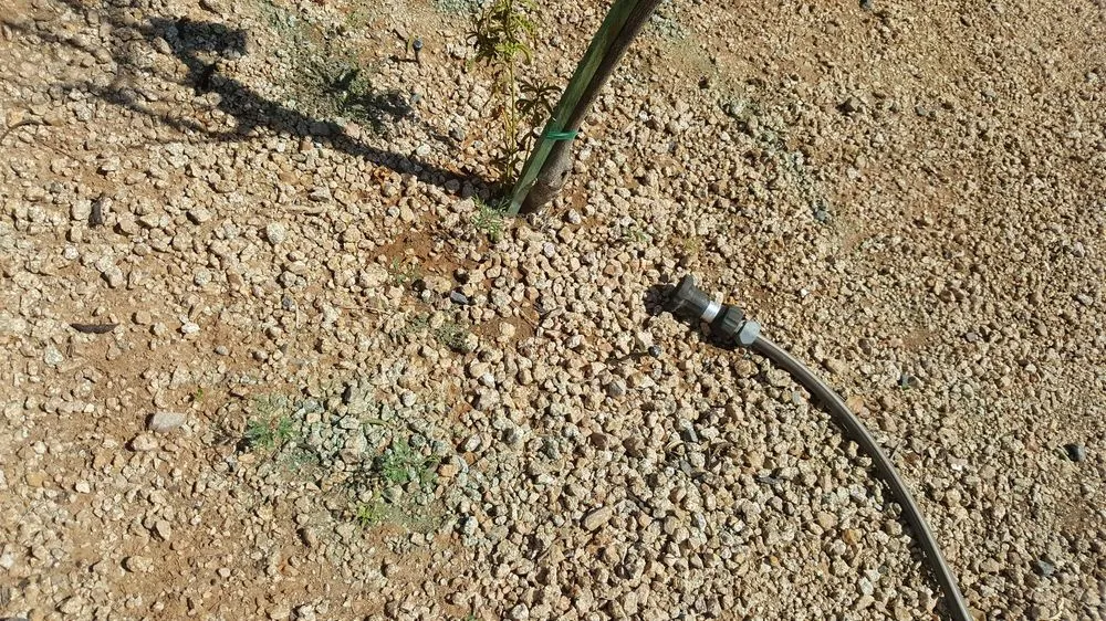 Professional landscape design in Gilbert, AZ by Moar Lawn & Landscape