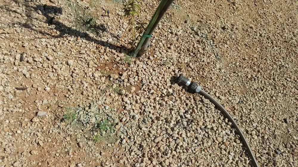 Affordable yard cleanup service in Gilbert, AZ - Moar Lawn & Landscape