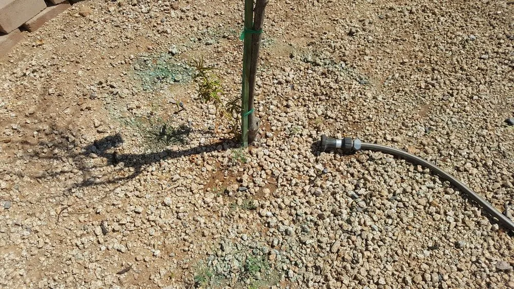 Top-rated yard maintenance in Gilbert, AZ by Moar Lawn & Landscape