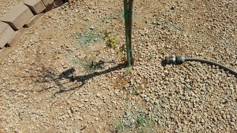 Custom landscape design in Gilbert, AZ - Moar Lawn & Landscape