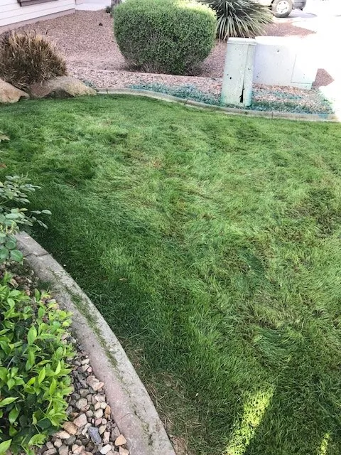 Local yard maintenance in Gilbert, AZ by Moar Lawn & Landscape